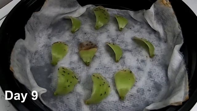 Time Lapse | Pinguicula Gigantea | How Many Days For Pullings To Strike? | GoPro Hero 7 Black