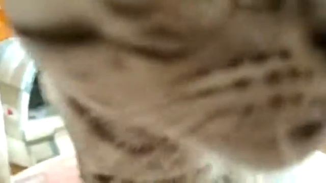 Монстр. Британский котёнок?4 месяца. смотреть онлайн