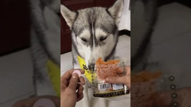 Как заставить собаку съесть таблетку.
