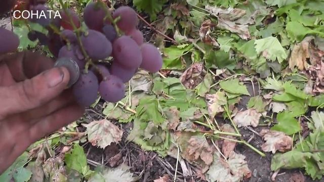 Экспрессивные Пятна