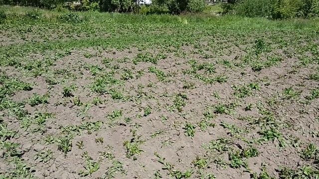 Картошка ? Замёрзла 12.06.2023 смотреть онлайн