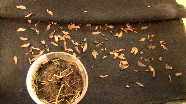 Как вырастить лиственницу.Замачивание, посадка.Часть 3. смотреть онлайн