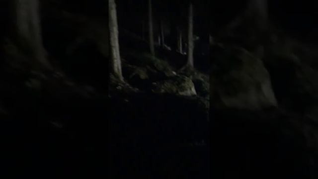 Лес ночью, можно смотреть без звука Карпаты смотреть онлайн