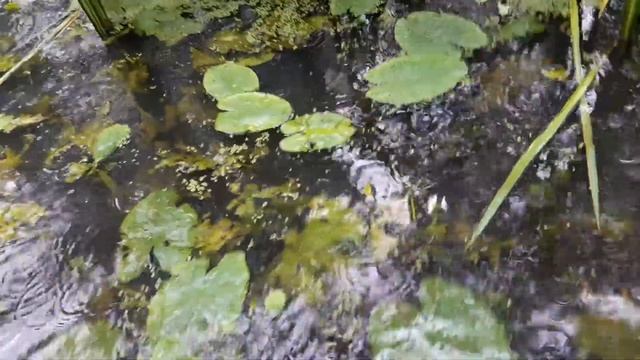 Кубышка и ирис жёлтый в природе. Kubyshka(nuphar)and iris yellow in nature. смотреть онлайн