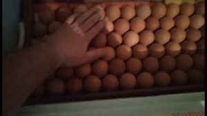 Инкубация куриных яиц в Блиц Норма 72 | От закладки до вылупа
