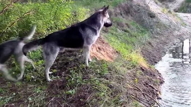 НАШИ ВЕО ПИТОМНИКА "ВЕОЛАР" смотреть онлайн