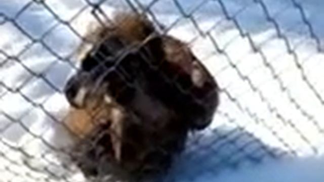 большая птичка в московском зоопарке смотреть онлайн