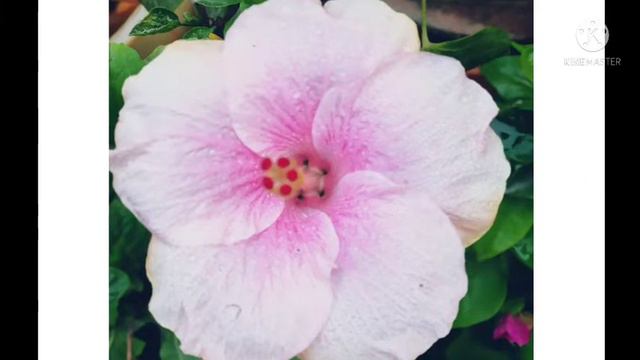 Varieties Hibiscus rosa-sinensis collections смотреть онлайн