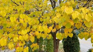 Осень в парке. 4К. Кинозарисовка.