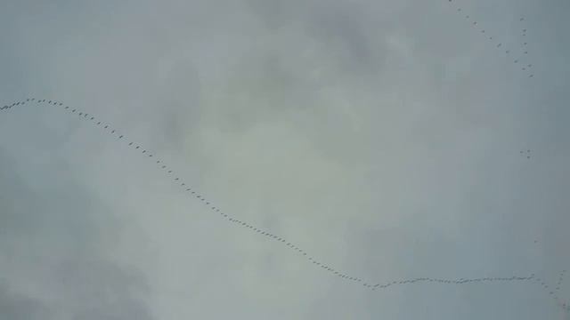 ОГРОМНЫЙ КЛЮЧ! Зимние, перелётные птицы летят клином. смотреть онлайн