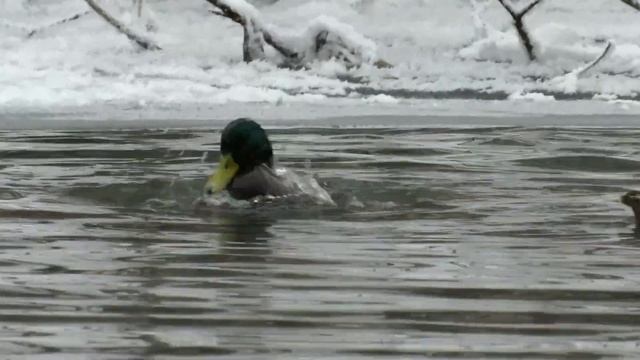Кряква. Утки остались зимовать в городе, Ducks in Winter смотреть онлайн