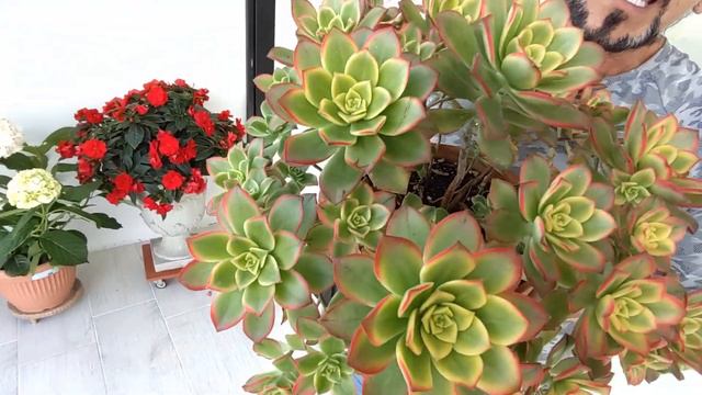 Aeonium Kiwi смотреть онлайн