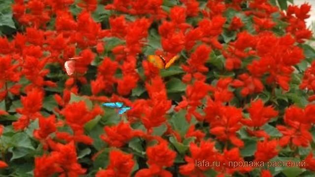 Сальвия обыкновенный Ред ? обыкновенный сальвия Ред обзор: как сажать, семена сальвии Ред