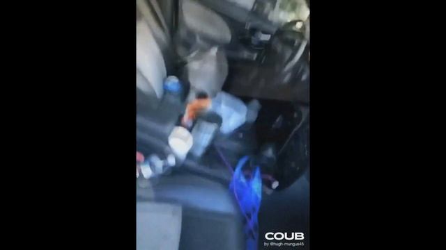 Подборка приколов №60?? | best CUBE | приколы с животными | Best Coub Compilation смотреть онлайн