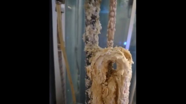 Как я чистил бойлер Ariston 100 литров, плохо греет, первая чистка после 4 лет эксплуатации смотреть онлайн