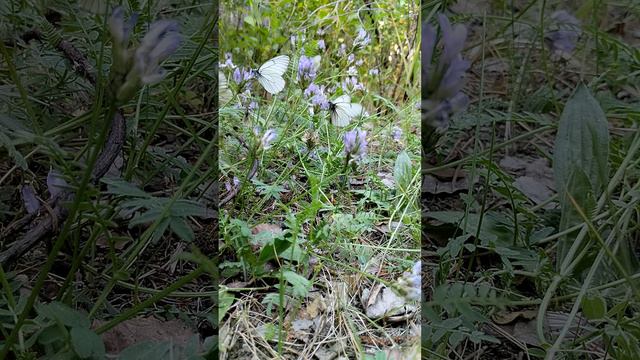 Много бабочек боярышниц в этом году