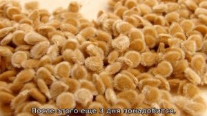 Благоприятные дни для посадки томатов в мае