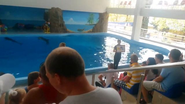 Лазаревский дельфинарий смотреть онлайн