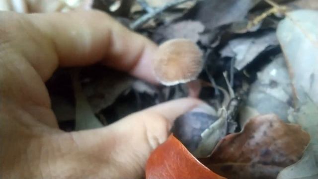 カワリハツその他 Russula cyanoxantha and Others смотреть онлайн