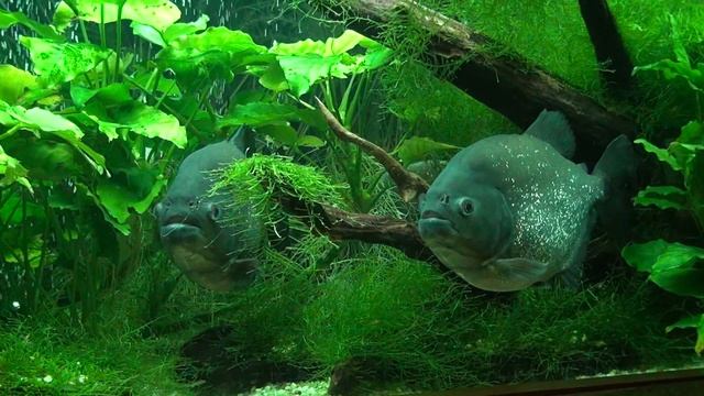 Pirania czerwonobrzucha? (Pygocentrus nattereri) смотреть онлайн