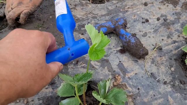 Новейший сорт клубники Александра! Высаживаем клупноплодный сорт на маточник! смотреть онлайн