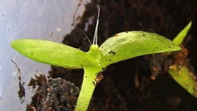 Dragonfruit (Hylocereus undatus) смотреть онлайн