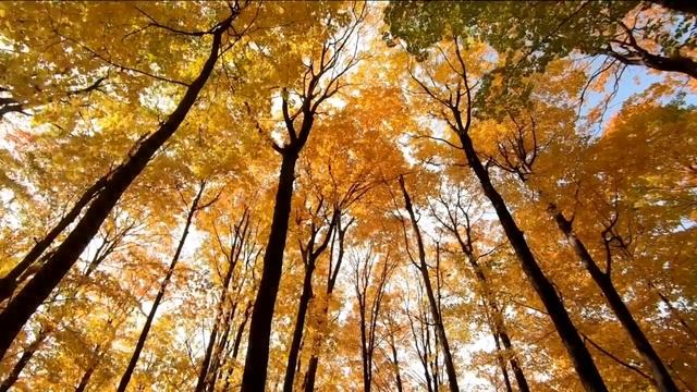 Healing Music In Nature - The Same For Stress Relief, Meditation, Good Sleep