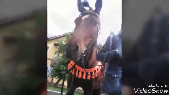 Лошадь по кличке Майка смотреть онлайн