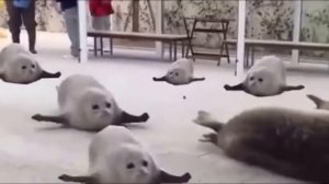 флекс тюленей | seal dancing 10 часов