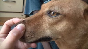 Remove mango worms from dog - Remove mango worms from dog skin Удалите манговых червей с кожи собак