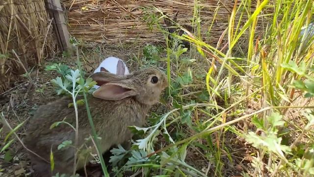 Pearl shell. Deep sea shell blown to shore by typhoon смотреть онлайн