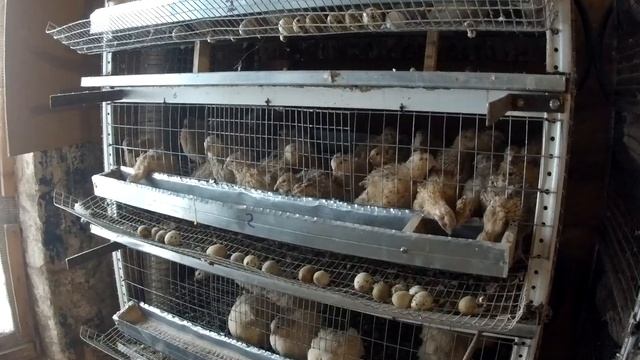 Комбикорм для перепелов своими руками. смотреть онлайн