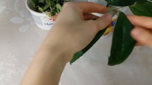 Как укоренить хойю