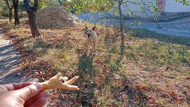 Кормление бездомных животных (Ролик № 140) [ Часть # 1] смотреть онлайн