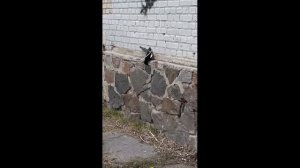 Что едят сороки? Наблюдаем за интересным поведением сороки