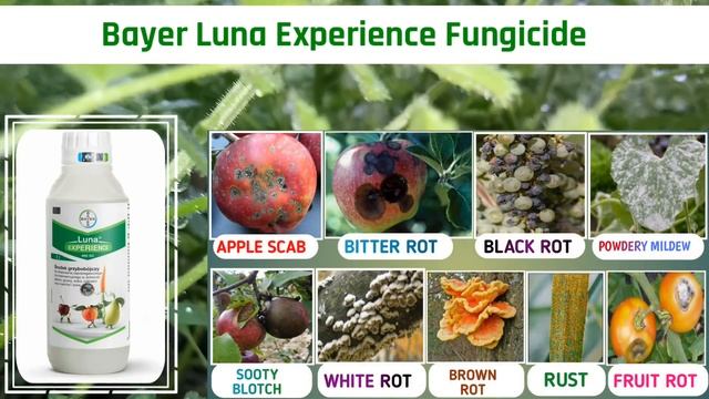 Top Quality 3 Fungicide | AmiStar Top | Folio Gold | Luna Experience | Syngenta, Bayer, Fungicide