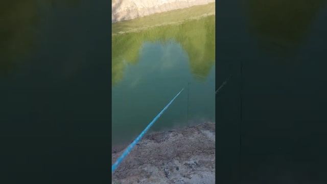 Пруд в деревне, небольшой обзор пруда, рыбалка на раколовку смотреть онлайн