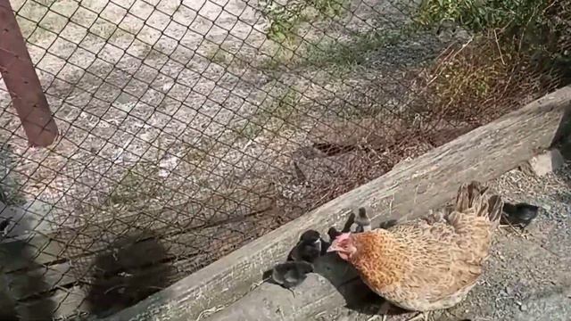 Я его слепила из того что было. смотреть онлайн