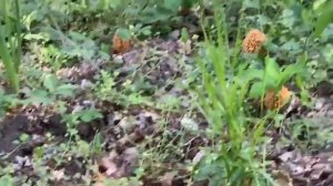 Ставропольские сморчки 2019