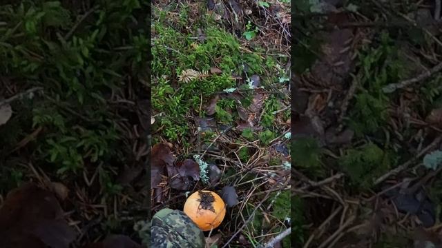 ЗАБАВНАЯ СЕМЕЙКА ДЛИННИНОГИХ ПОДОСИНОВИКОВ смотреть онлайн