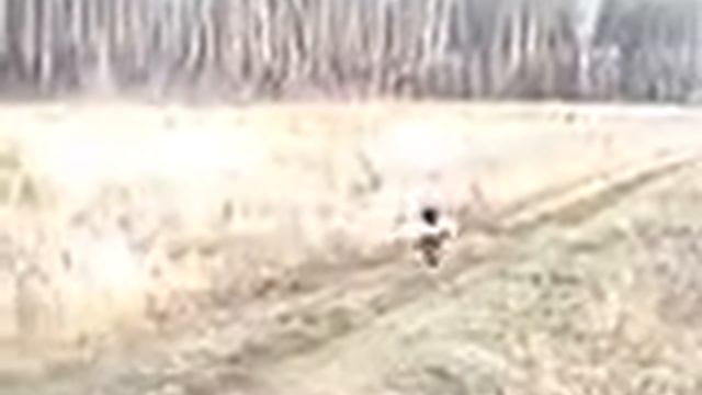 подача зайца Amigo смотреть онлайн