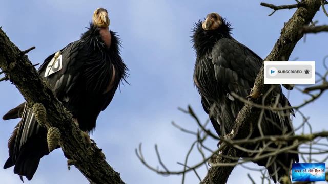 'Father of tiramisu' Ado Campeol dies aged 93 смотреть онлайн