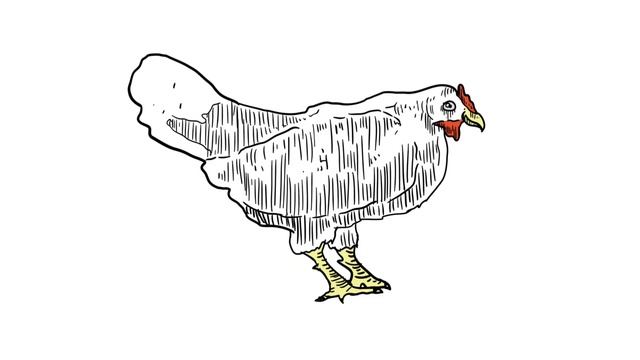 Chicken cannot watch this video [ Animated Chicken Song- J.Geco ] смотреть онлайн
