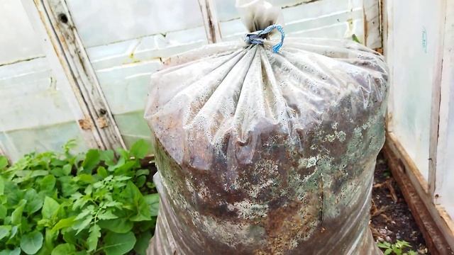 Проращиваем мицелий грибов вешинки в опилках смотреть онлайн