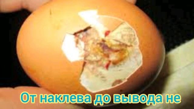 Почему не вылупляются - причины и решения смотреть онлайн