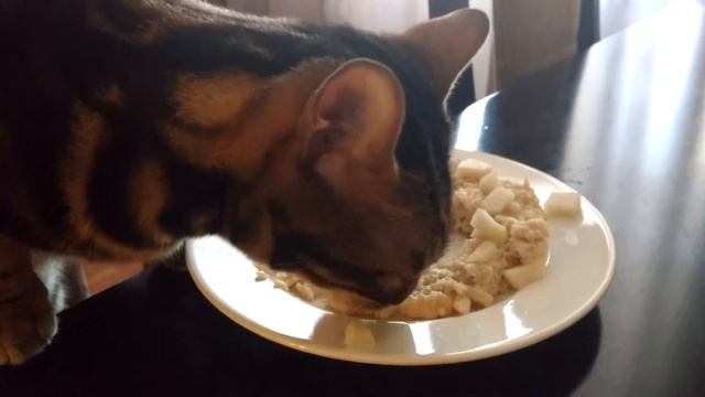Бенгальская кошка кушает кашу