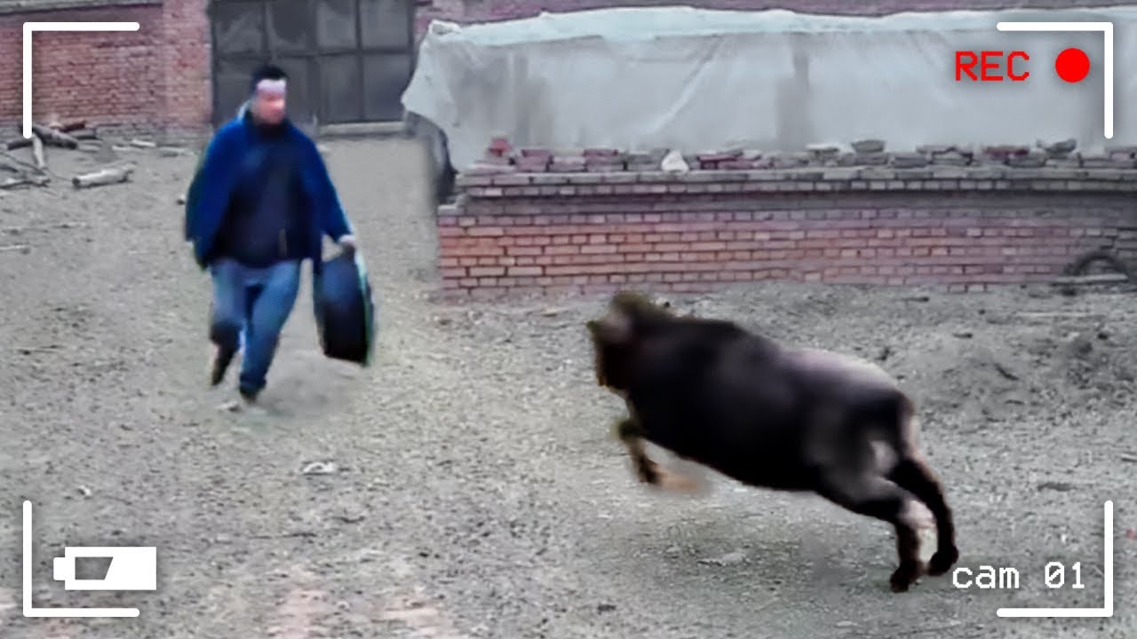 Невероятные Моменты С Животными, Снятые На Камеру смотреть онлайн