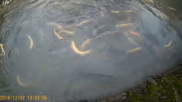 Разведение форели в Абхазии. Горные хозяйства разведения форели в Гудауте Абхазия. Абхазия. смотреть онлайн