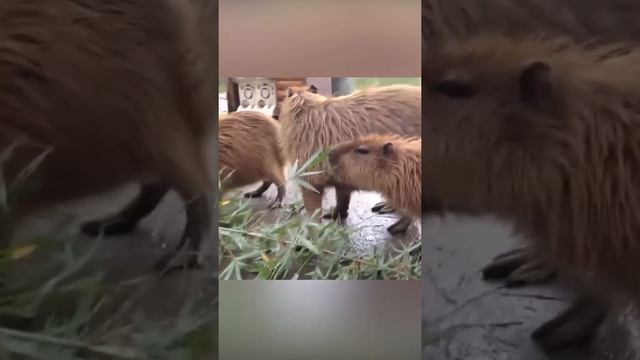 Самый крупный и дружелюбный грызун в мире. Капибара. #shorts смотреть онлайн