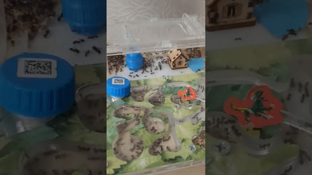 как вырастить калонию муравьевчтобы она была как моя смотреть онлайн